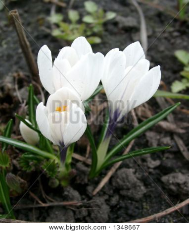  Die erste Frühlings-Krokus
