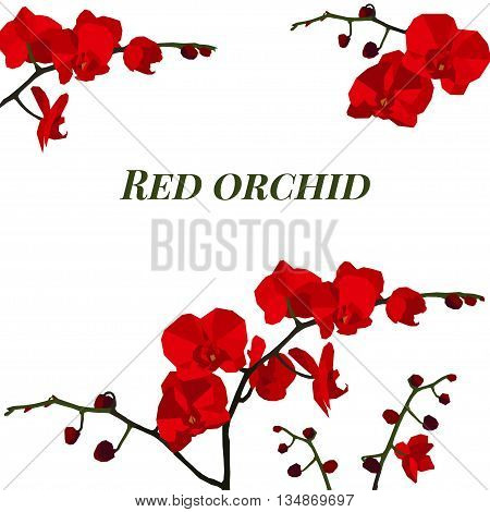 Illustration with red orchid isolated on white background.