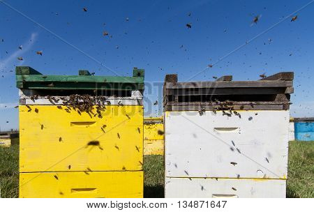 Horizontal front view of a row of colored beehives aligned in a field with bees swarming around