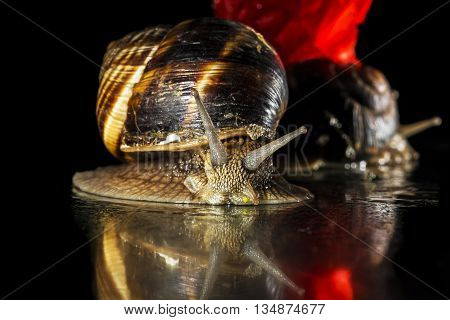 Snails and poppy  flower on black background