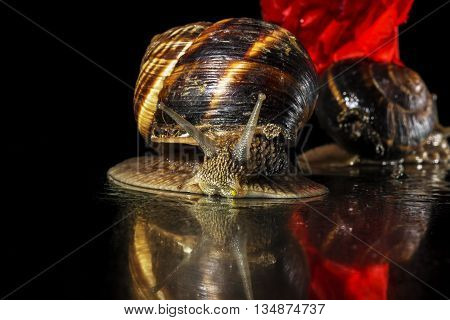 Snails and poppy  flower on black background