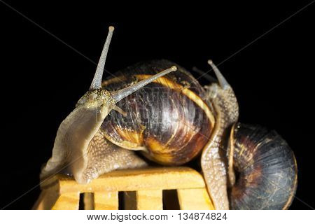 Snails riding toy wooden car isolated on black  background