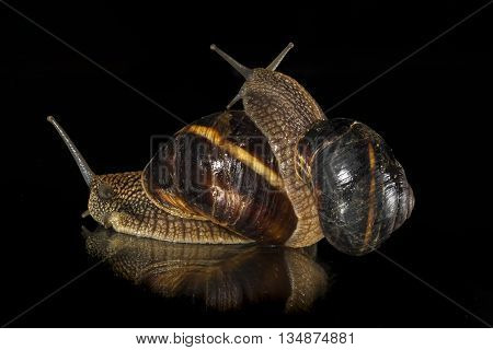 Two garden snails isolated on black  background