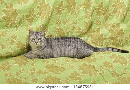 Cat on green carper background, angry cat, cat at home, portrait of cat