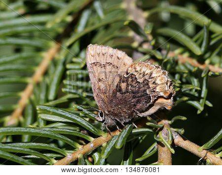 A Hoary Elfin Butterfly (Callophrys polios) resting on a branch