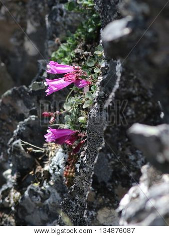 Rock Penstemon (Penstemon rupicola) clinging to a cliff