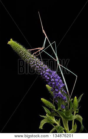 Indian Grass Mantis (Schizocephala Bicornis) on purple flower head