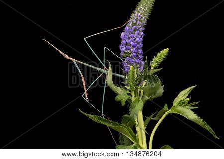 Indian Grass Mantis (Schizocephala Bicornis) on purple flower head