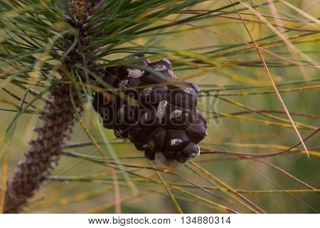 Forest of Pinus canariensis. Pine trees in Tenerife, road Pinolere to Teide