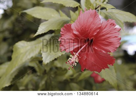 Blur Red Hibiscus Flower and select focus
