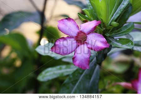 flowers color nature background beautiful blossom garden green design pink flora