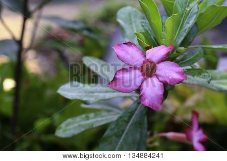 flowers color nature background beautiful blossom garden green design pink flora