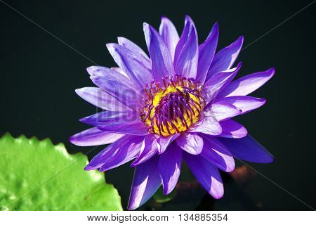 beautiful purple Lotus flower on nature background