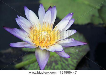 Lotus, purple, white on beautiful nature background