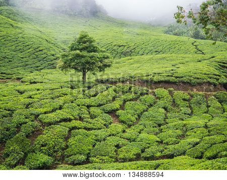 Boh Tea plantation in Cameron highlands Malaysia