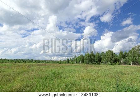 Summer green field under the blue sky with beautiful clouds on the forest background.