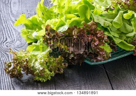 Fresh crispy lettuce and Lollo Rossa. The source of vitamins and minerals detox diet health or vegetarian food concept