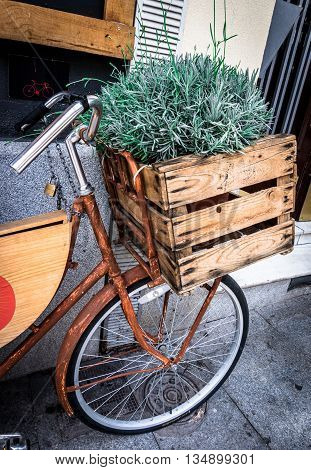 Rosemary in a wooden box on a bicycle, Mercado San Miguel, Madrid, Spain.