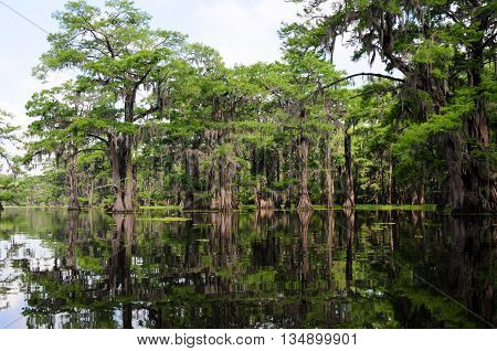 A stand of beautiful Bald Cypress trees in a Louisiana Swamp