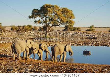 Group of elephants drinking at the waterhole, while an Oryx takes a bath