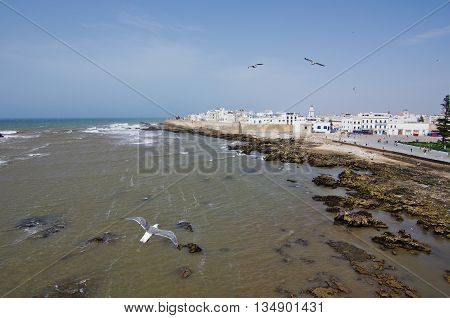 Seagull flying to Essaouira, on Morocco coast