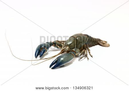 Crayfish cherax destructor shrimp crust on white background