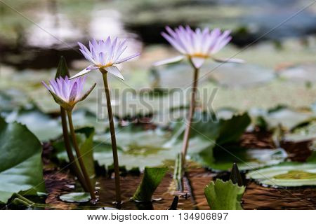 beautiful violet three lotus in pond water