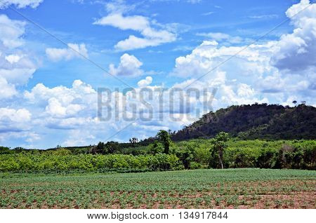 Natural beauty and green On the bright sky.