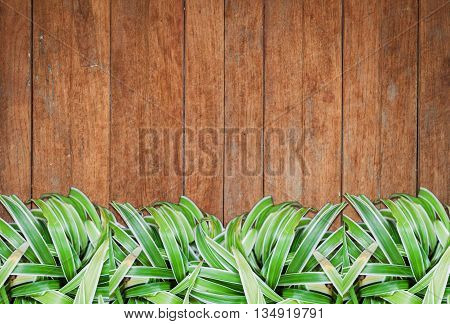 Green plants with old wooden background and texture, stock photo