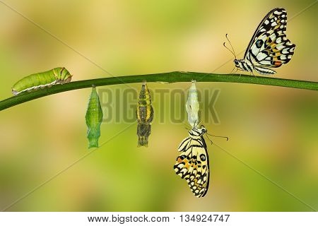 Isolated Transformation Of Lime Butterfly