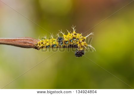 Mature Caterpillar Of Colour Segeant Butterfly Before Transform To Larva