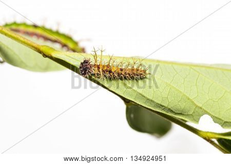 Caterpillar Of Colour Segeant Butterfly In 4Th Instar