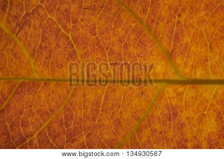 golden yellow leaf texture pattern autumn fall grunge vintage herbarium abstract background large detailed horizontal grungy textured vivid copy space macro closeup