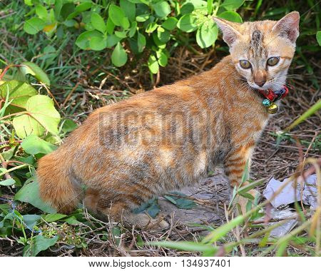 calico kitten on edge of swamp near Songkhla, Thailand