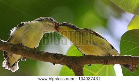 Golden-bellied Gerygone feeding fledgling near Songkhla, Thailand