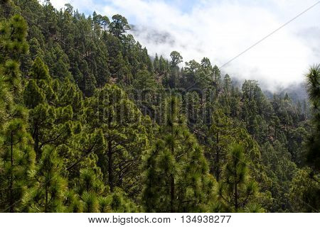 Forest of Pinus canariensis. Pine tree in Tenerife, dirt road Pinolere to Teide