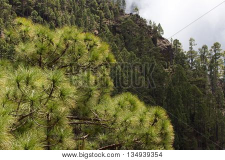 Forest of Pinus canariensis. Pine tree in Tenerife, dirt road Pinolere to Teide