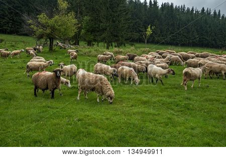 Hairy sheep on a green meadow in a mountain Brezovica Serbia