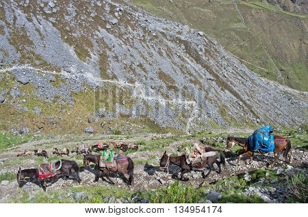 Horses in Andes. Salkantay Trekking Peru South America.