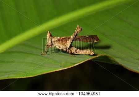 Grasshopper Monkey brown on a green leaf