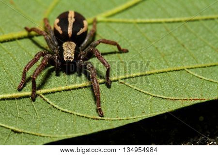 Storenomorpha spider brown on a green leaf