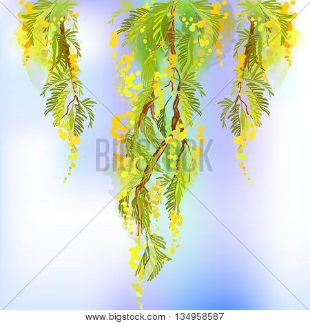 Yellow mimosa spring flowers vertical garland on white background. Hand drawn mimosa floral yellow green border design and mimosa text. Sunny watercolor mimosa sketch background. Vector illustration.