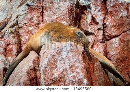 Seal on Ballestas Islands Paracas National Reserve. Peru