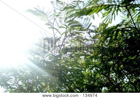 Sunlight
