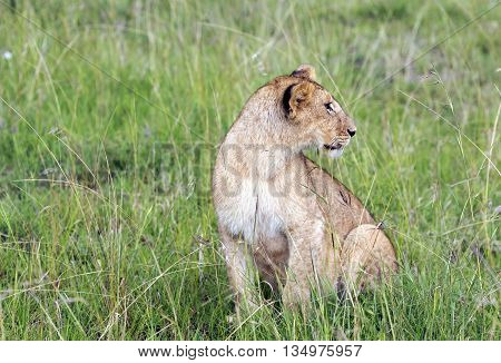 Lovely young lion pay close attention to how their hunts mother lioness  in a park Tarangire, Tanzania