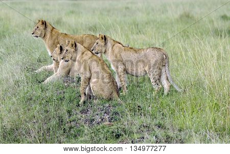 Four  lovely young lions  pay close attention to how their hunts mother lioness  in a park Tarangire, Tanzania