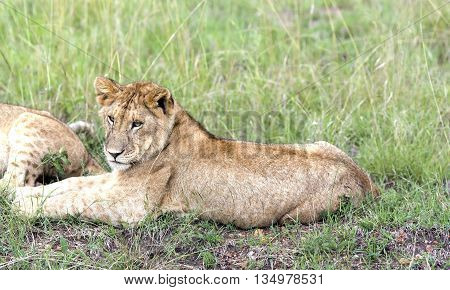 Lovely young lion cub resting on the grass in the savannah  in a park Tarangire, Tanzania
