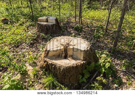 birch tree stump in the forest summer