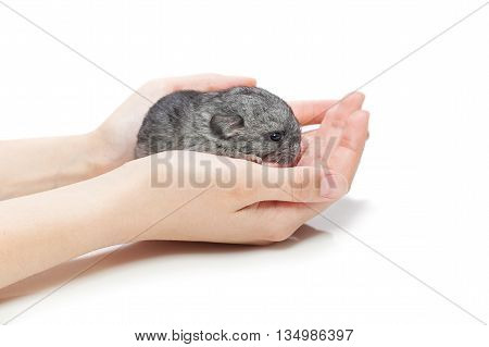 Cute baby chinchilla sitting on girl hands. Studio shot. Copy space. Isolated over white background.
