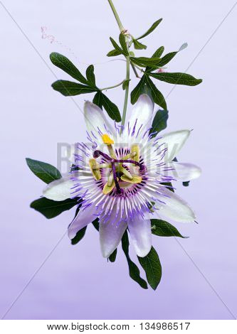 Beauty white blue passion flower Passiflora caerulea